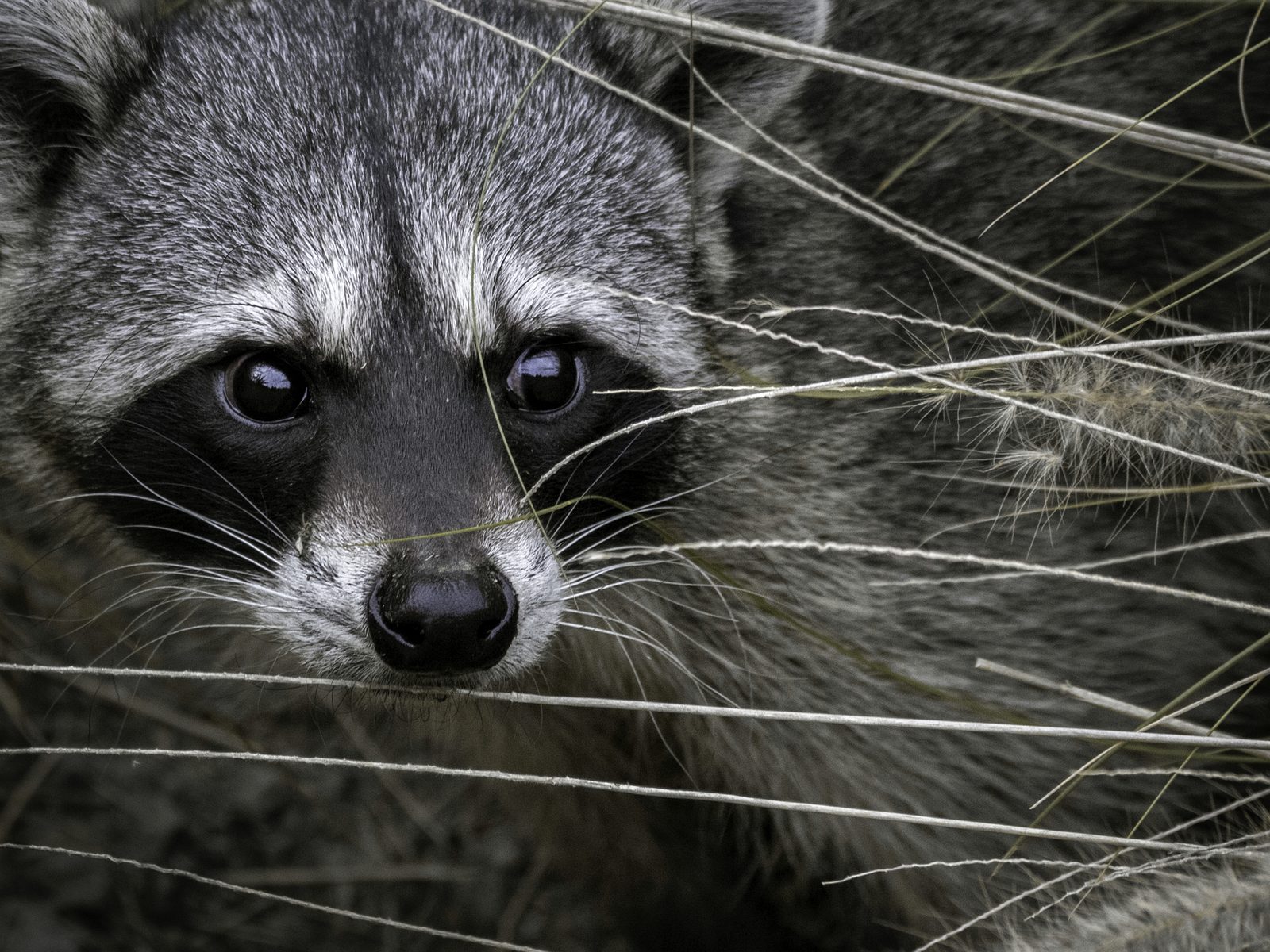 Wildlife removal work near Tazewell, TN