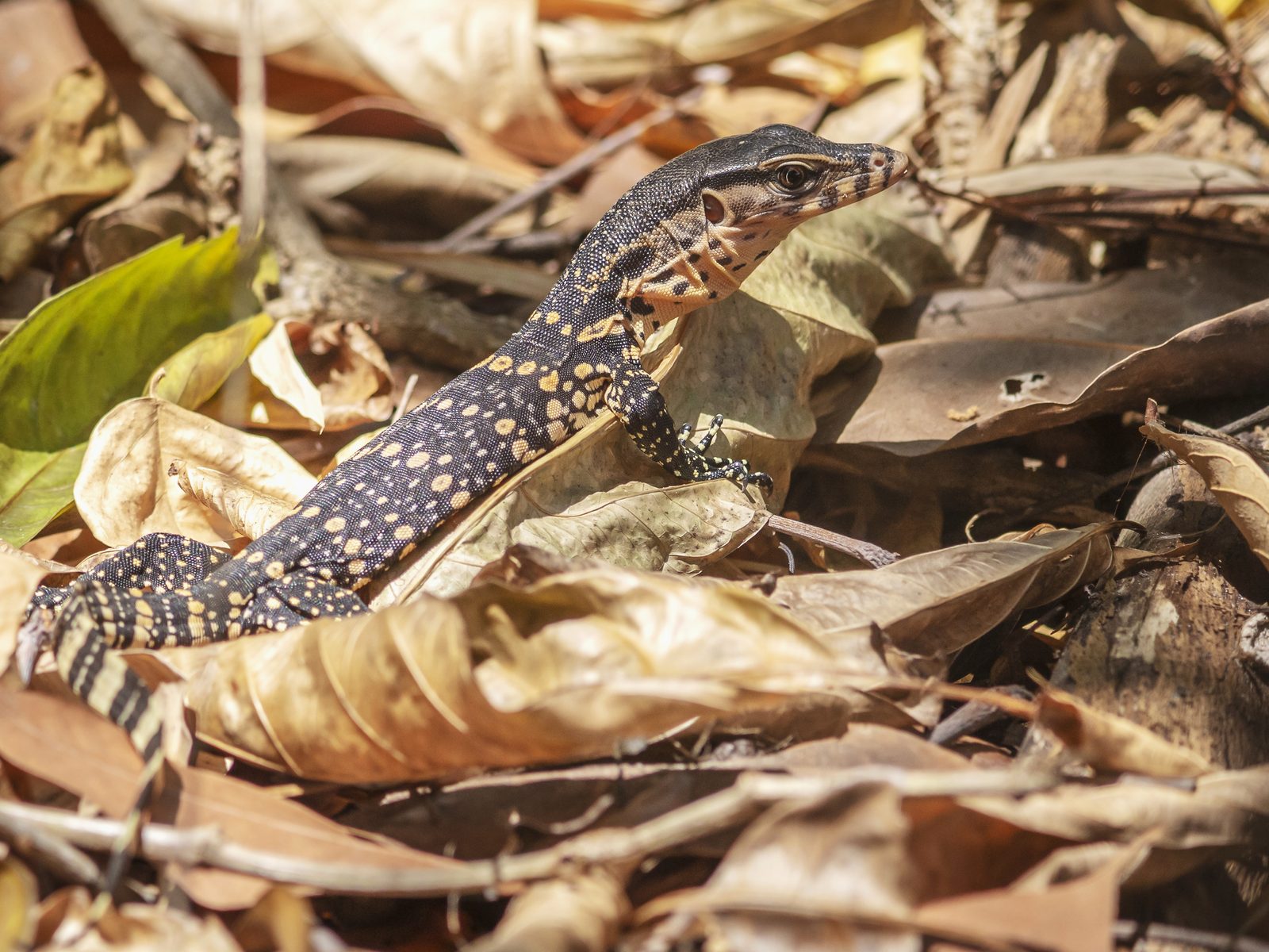 Wildlife removal work near Pinckney, MI
