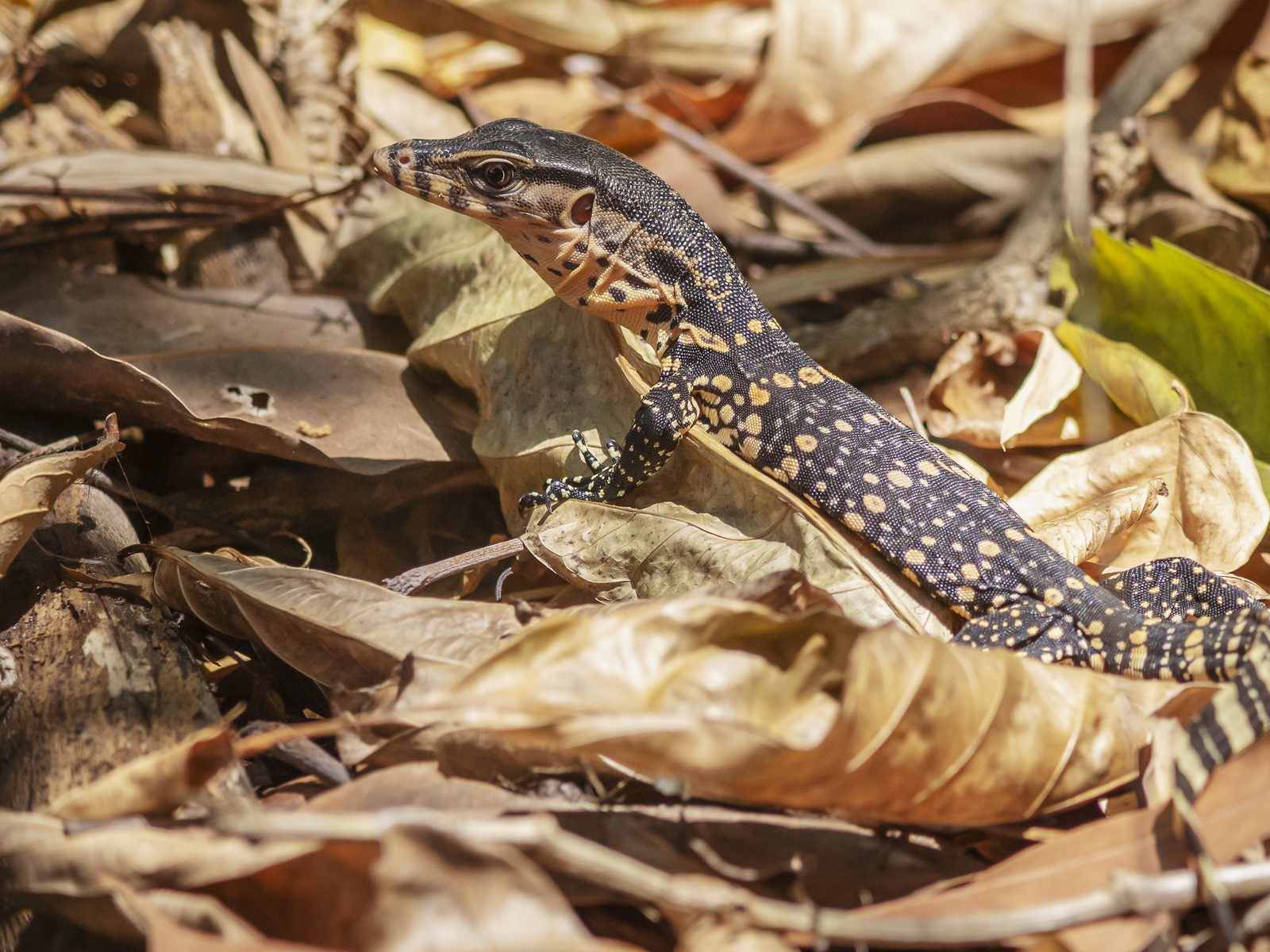Wildlife removal work near Palm City, FL