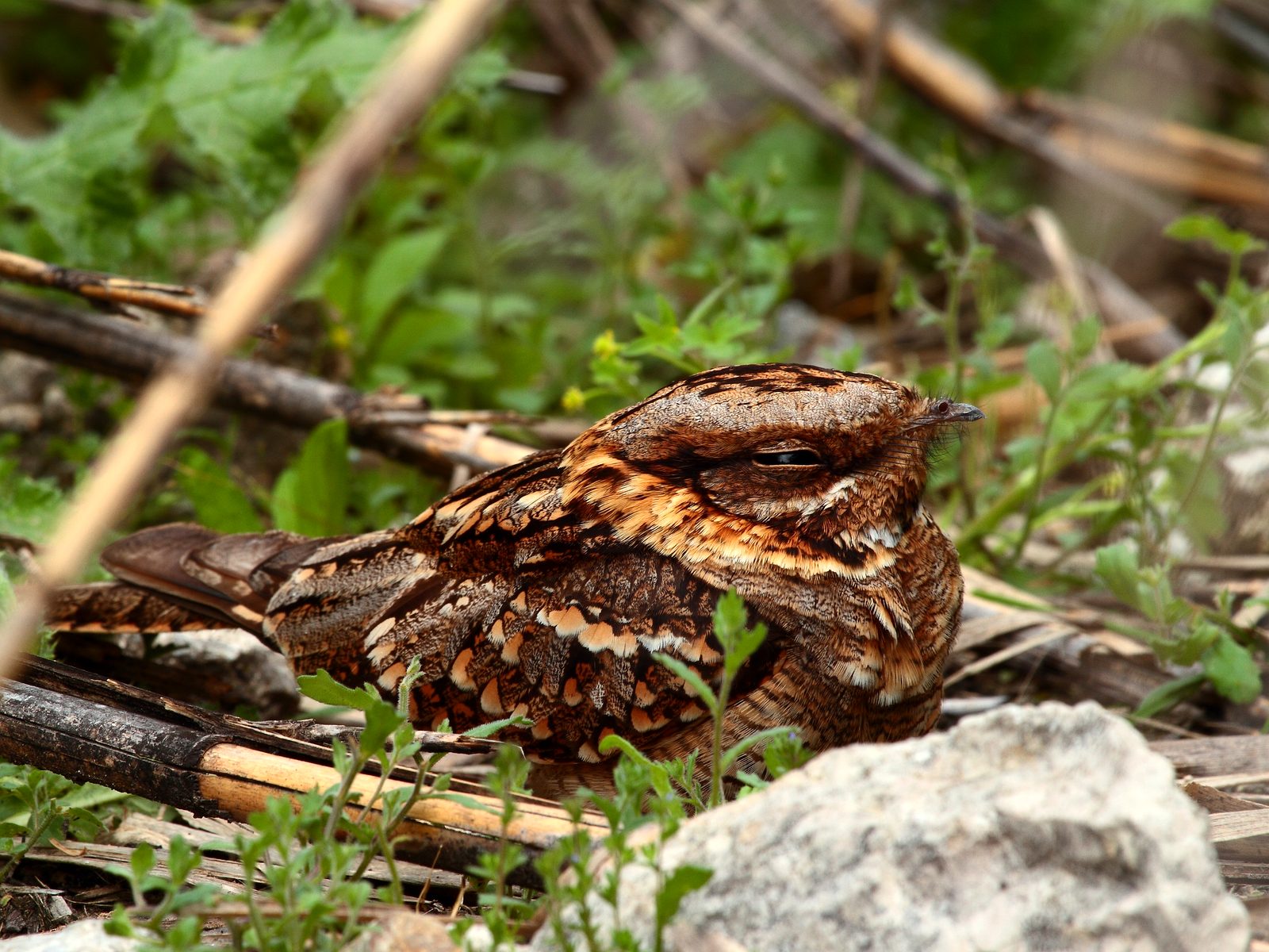Wildlife removal work near Bogart, GA
