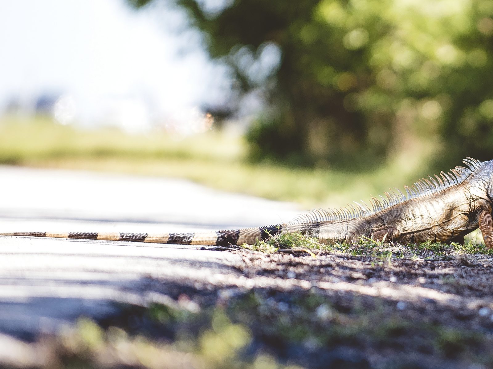 Wildlife removal work near Farmington Hills, MI