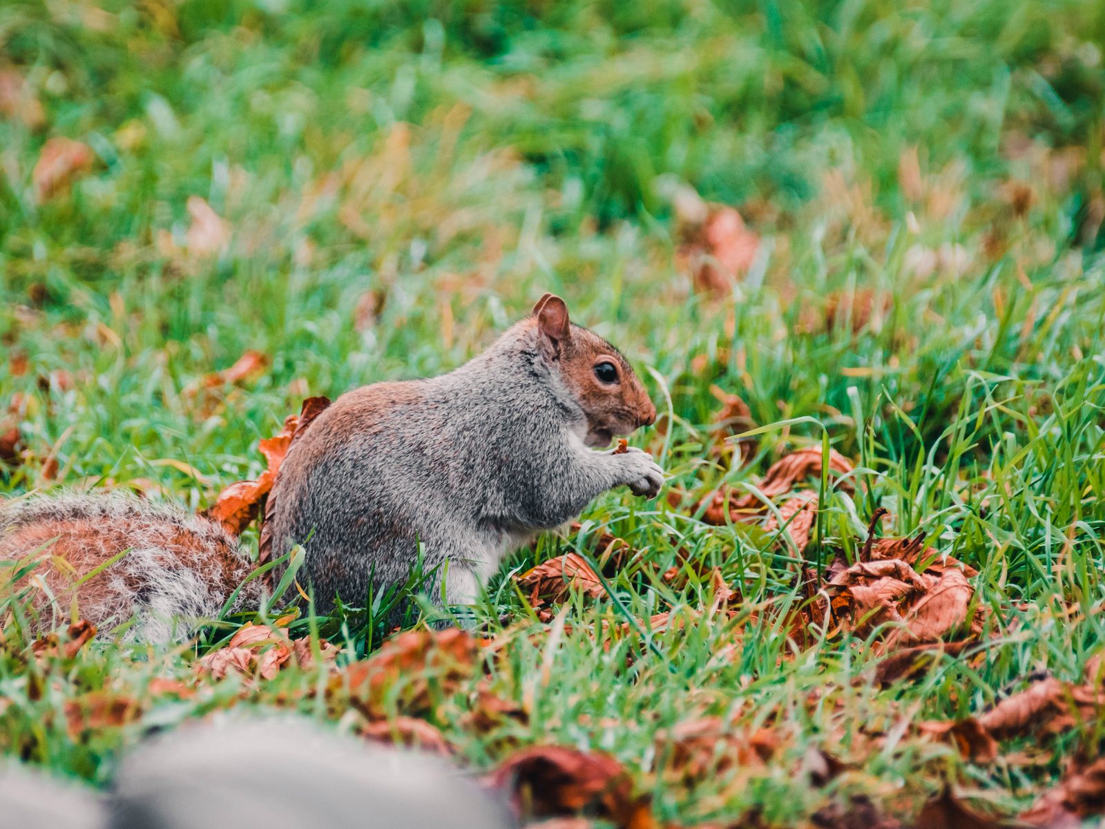 Wildlife removal work near Newport, TN