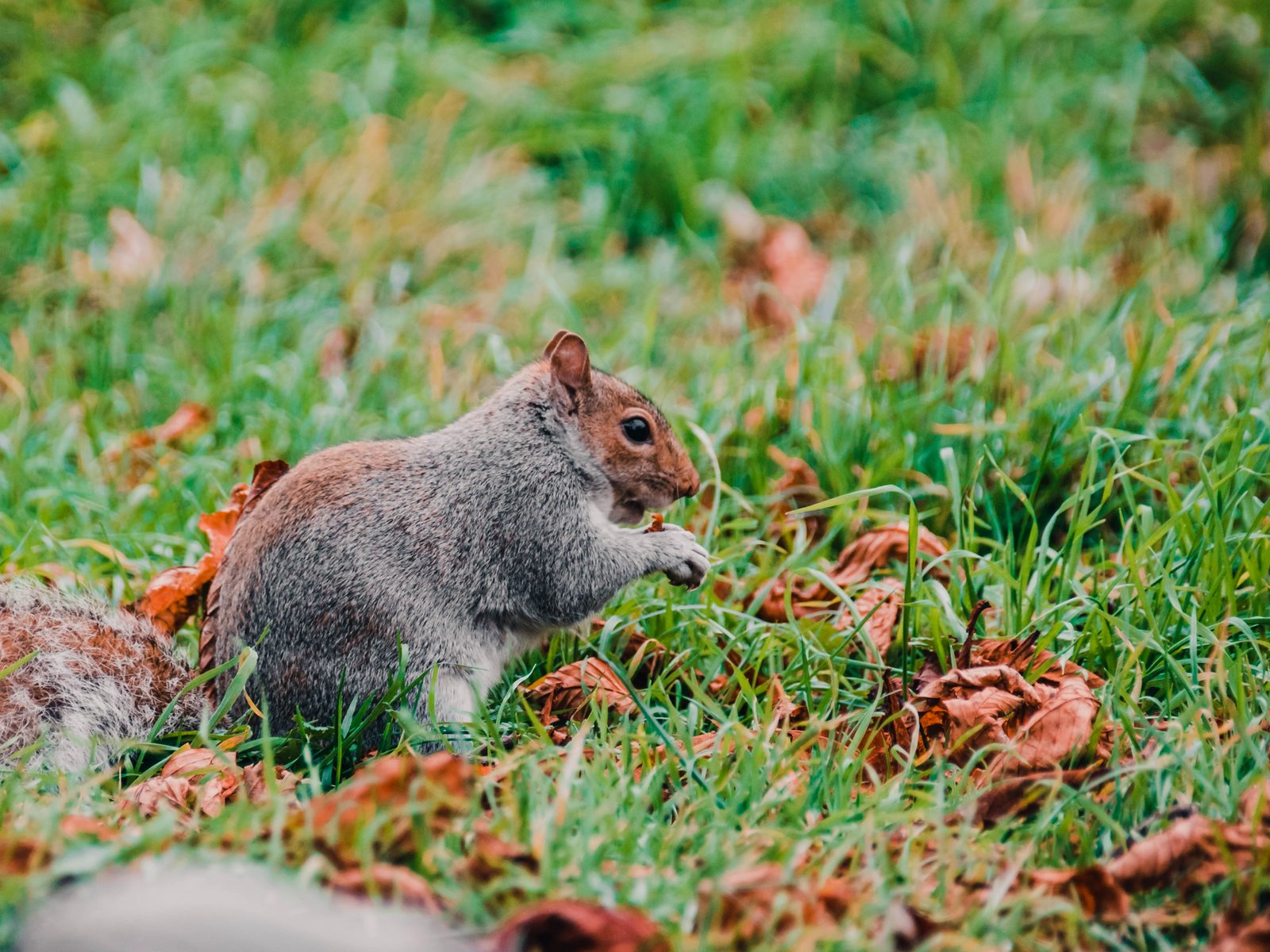 Wildlife removal work near Jensen Beach, FL