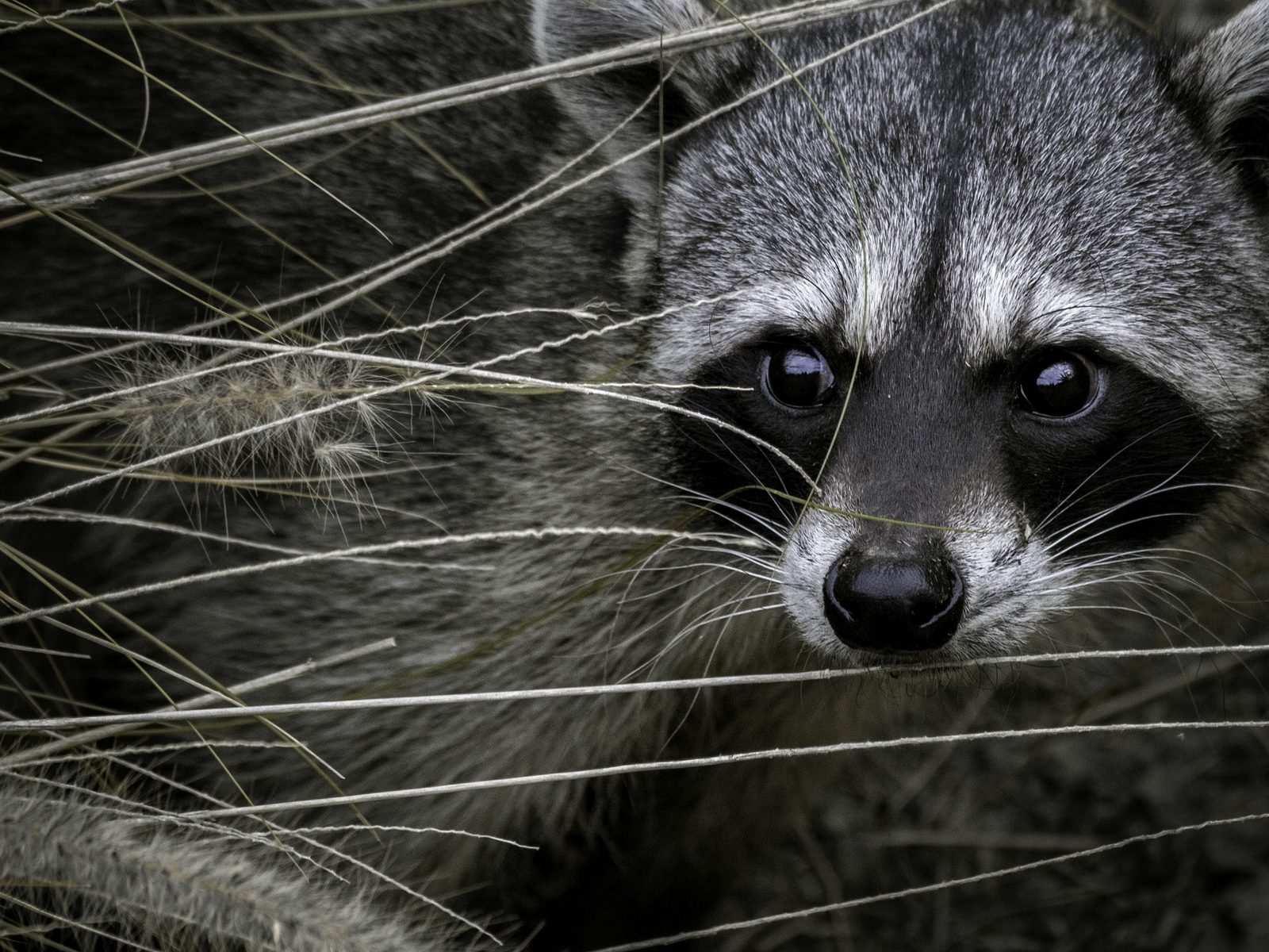 Wildlife removal work near Genoa, MI