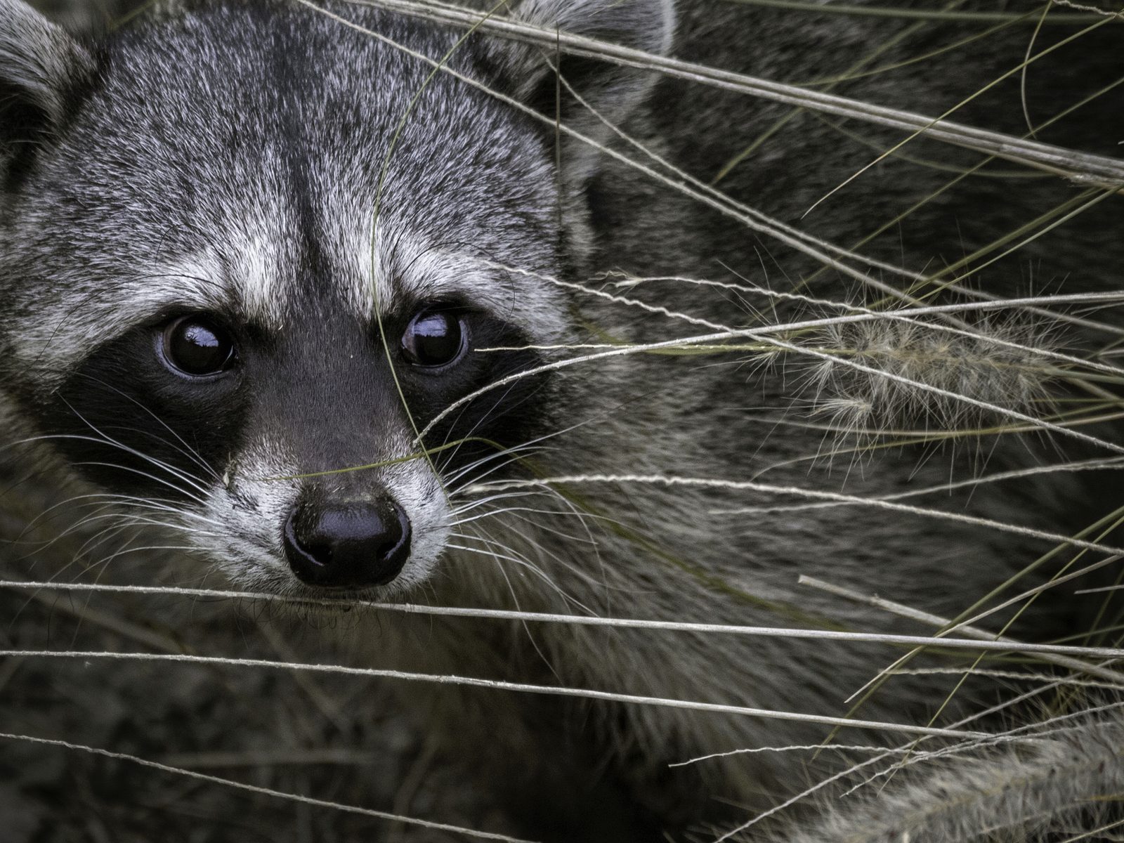 Wildlife removal work near Clinton, TN