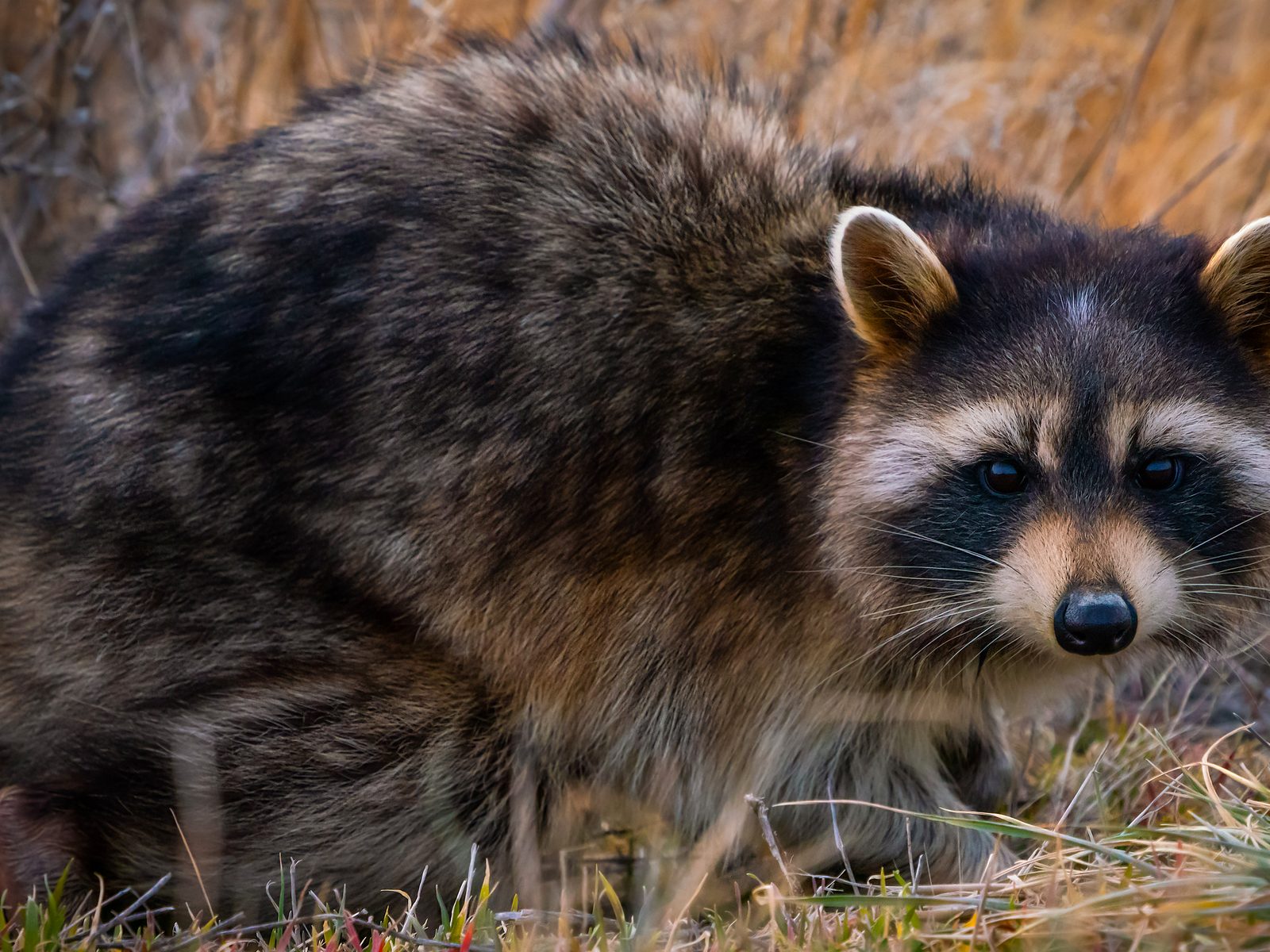 Wildlife removal work near Gravette, AR