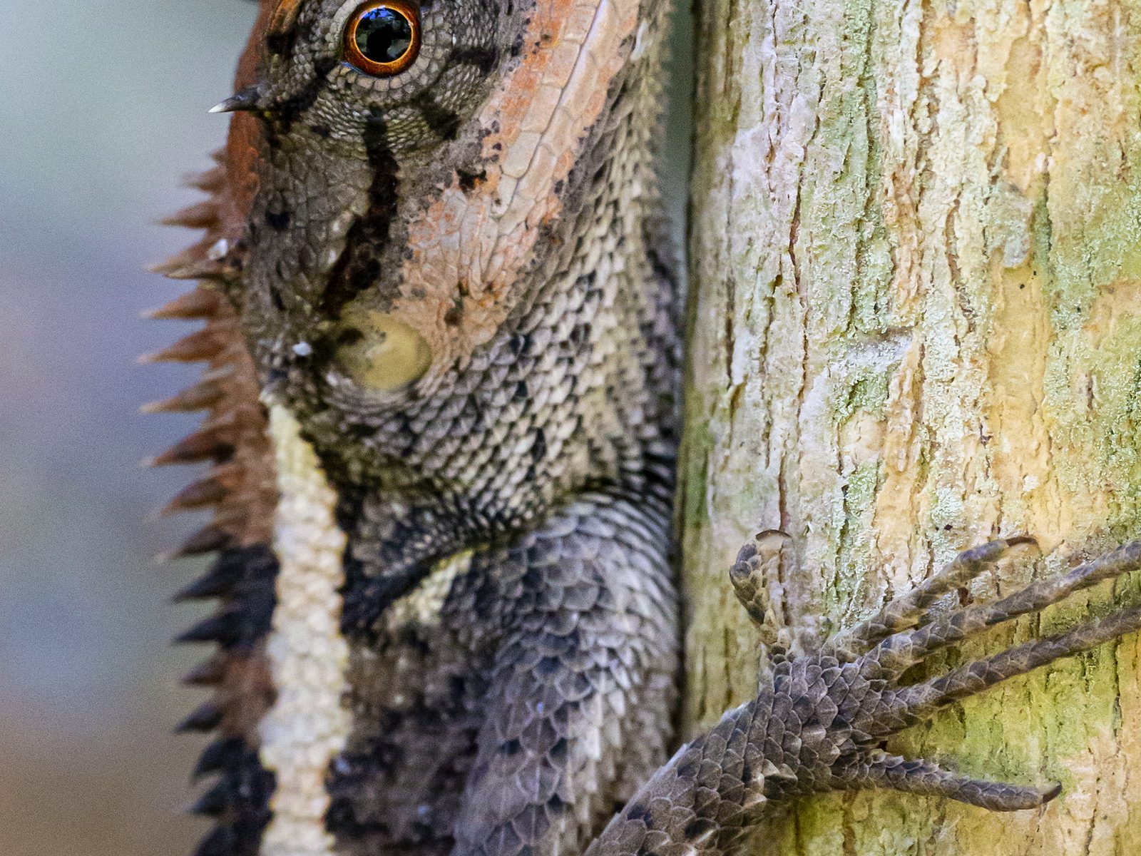 Wildlife removal work near Sugar Land, TX