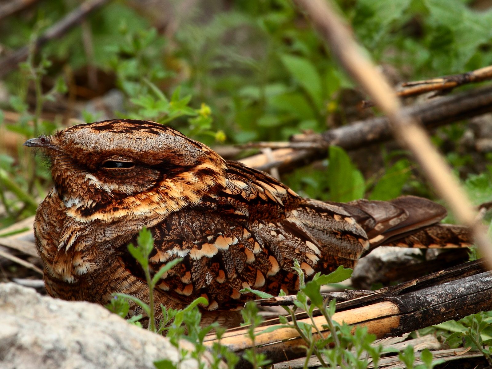 Wildlife removal work near West Bloomfield, MI