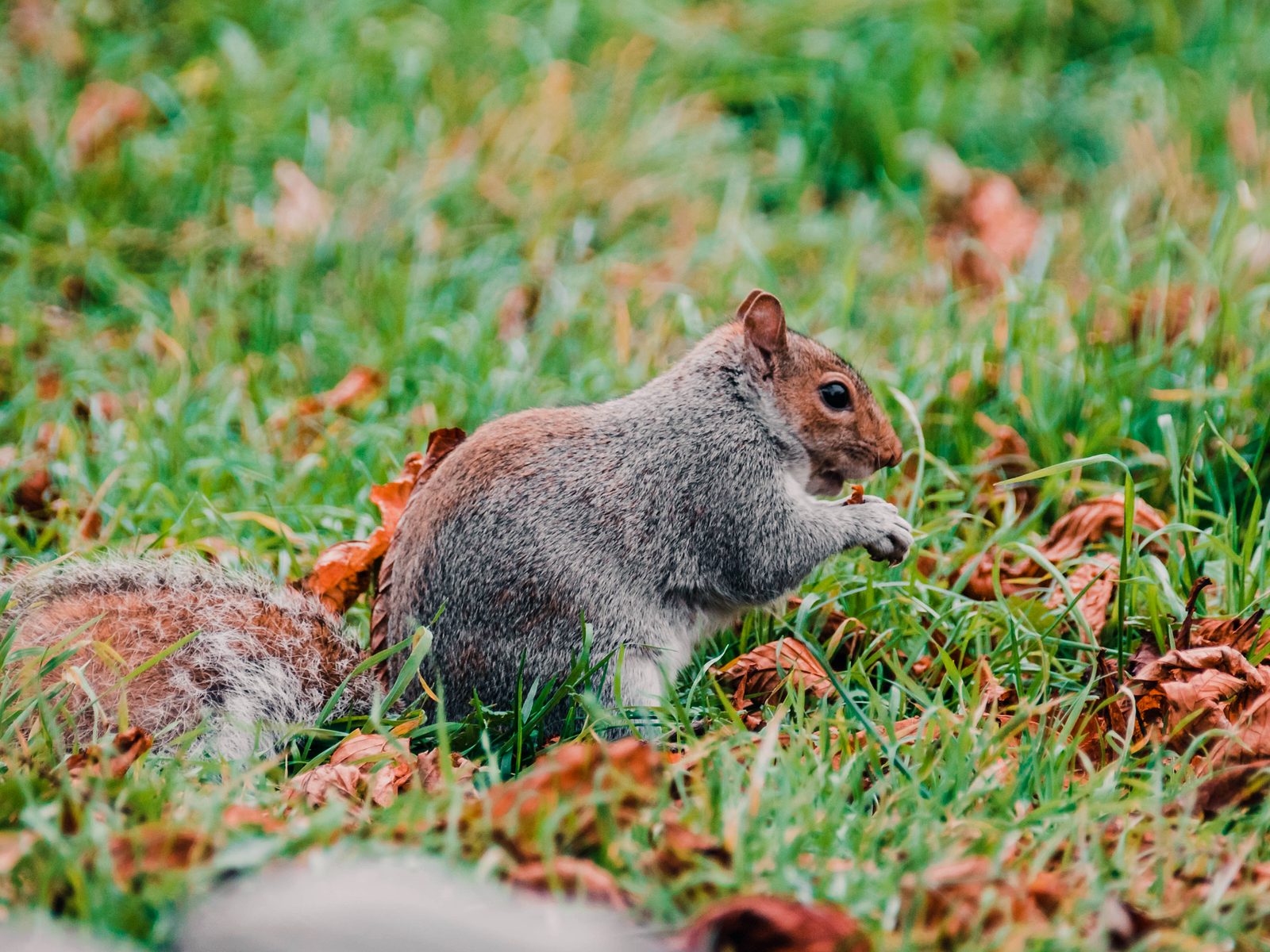 Wildlife removal work near Walnutport, PA