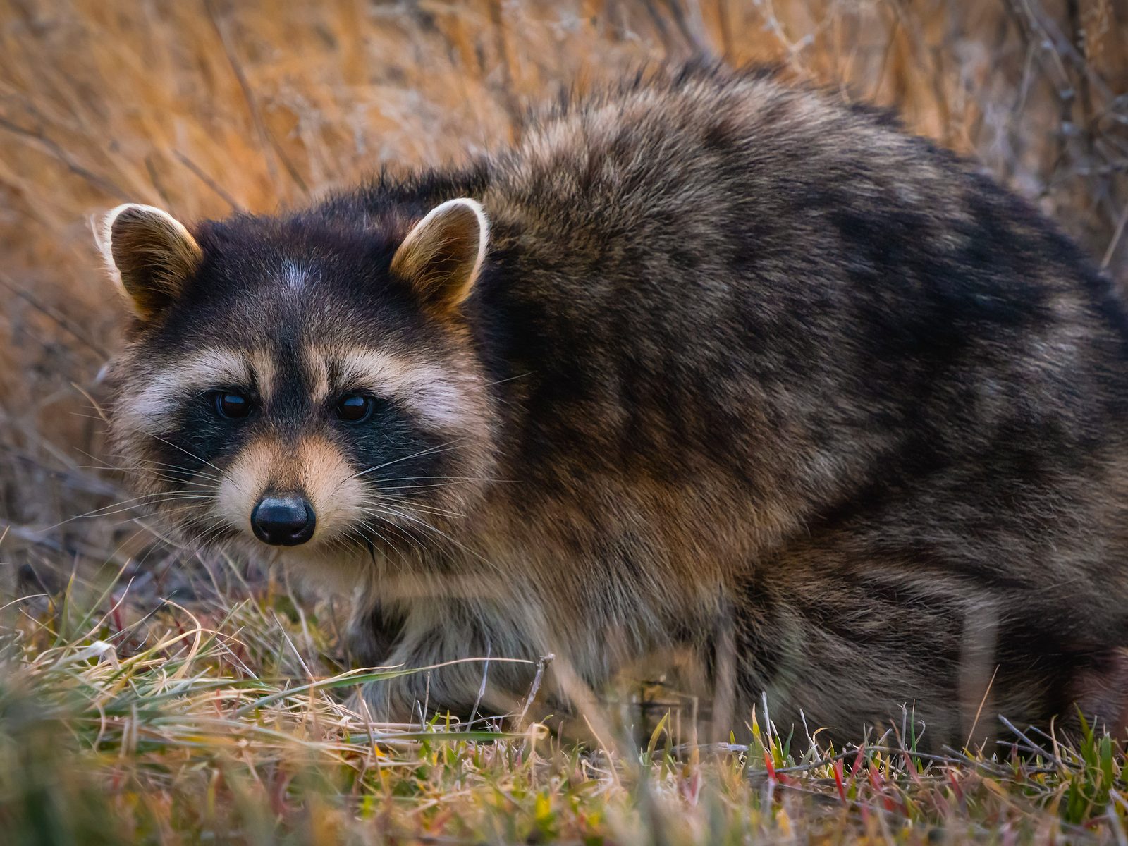 Wildlife removal work near Highland, MI