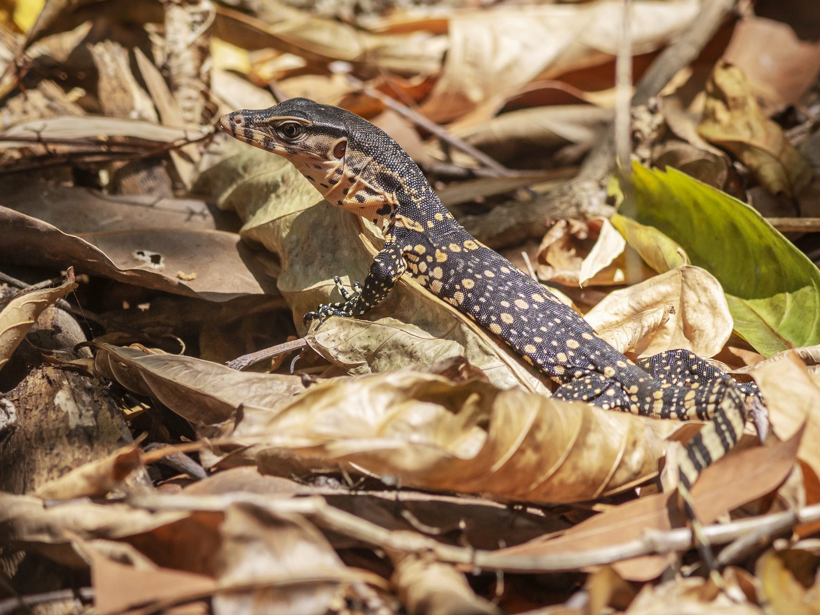 Wildlife removal work near Rockwood, TN