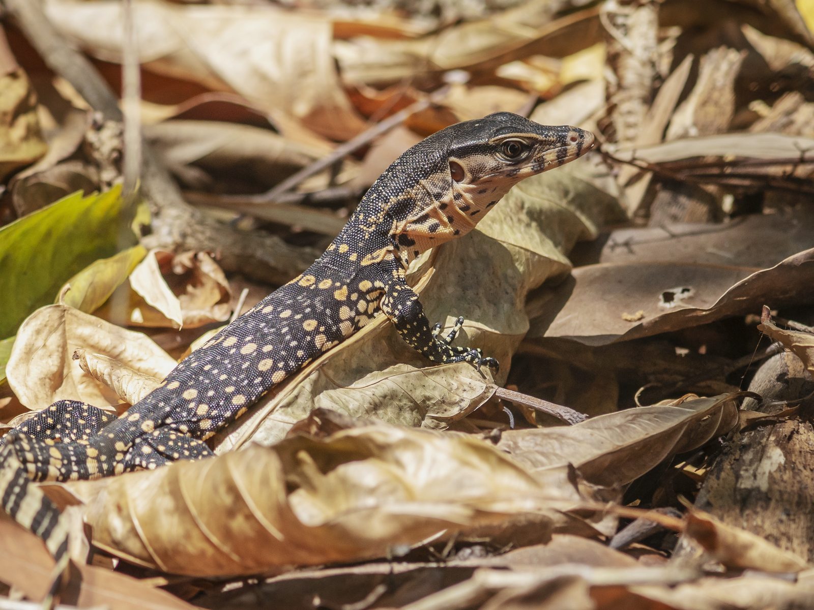 Wildlife removal work near Novi, MI
