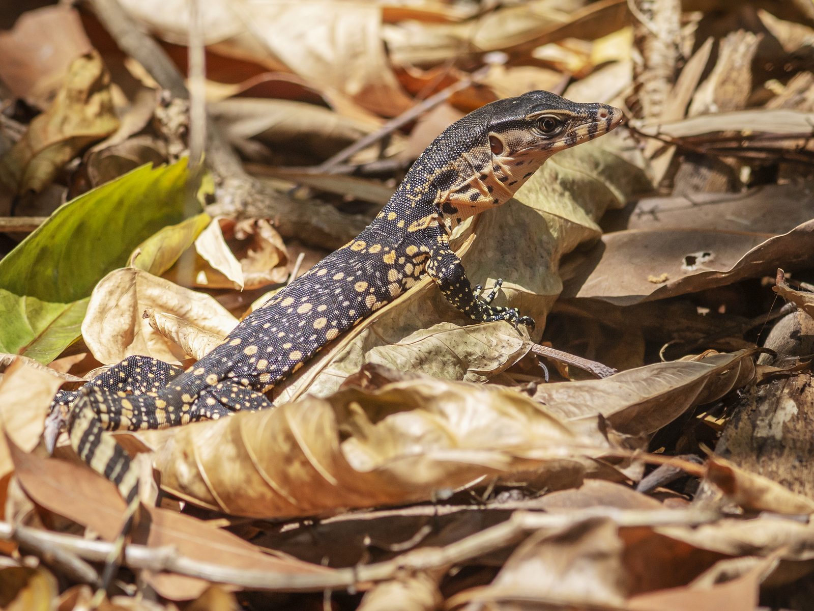 Wildlife removal work near Lenoir City, TN
