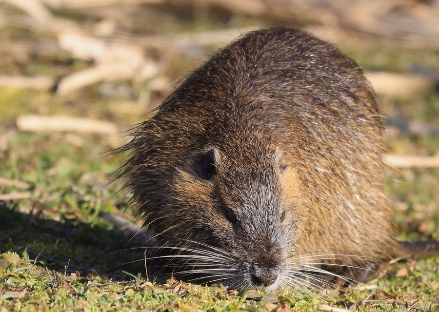 Wildlife trapping in Council Bluffs
