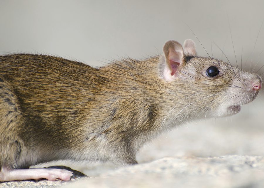 Wildlife trapping in Webb City