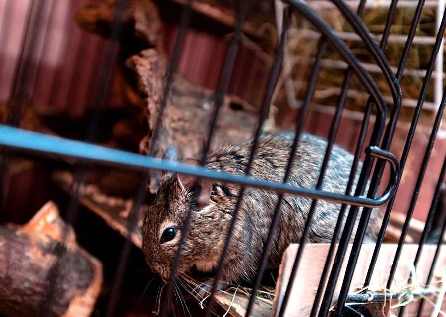 Wildlife trapping in White Pine