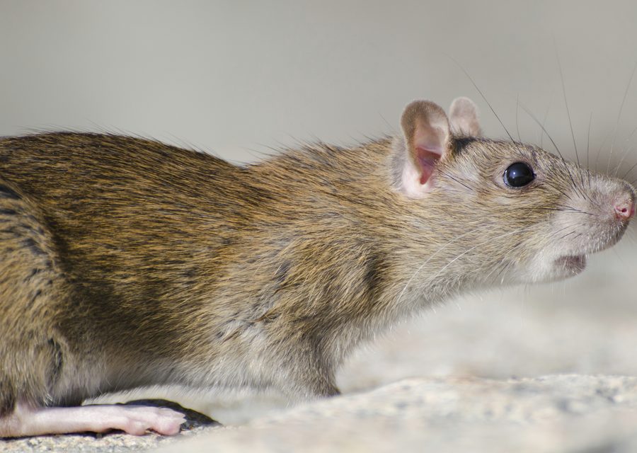Wildlife trapping in Townsend