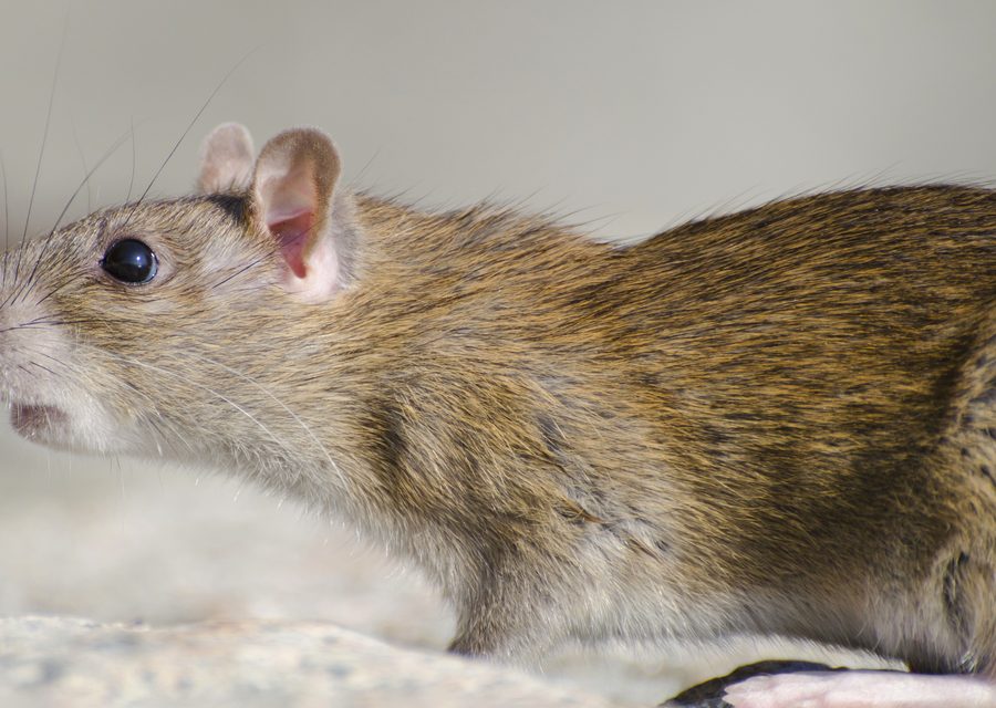 Wildlife trapping in Harrison