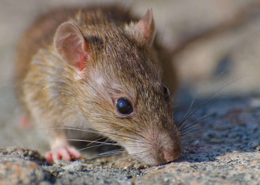 Wildlife trapping in Parrottsville