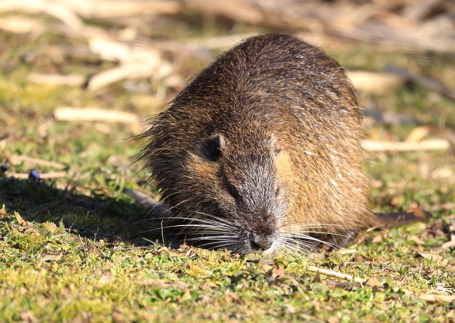 Wildlife trapping in Harrogate