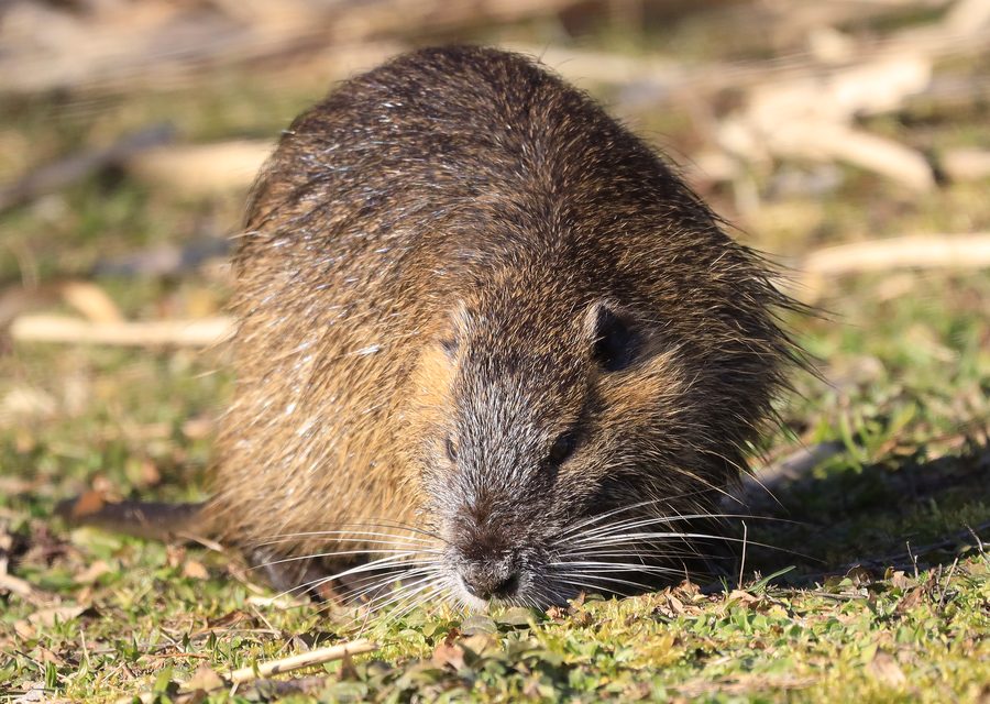 Wildlife trapping in Caryville