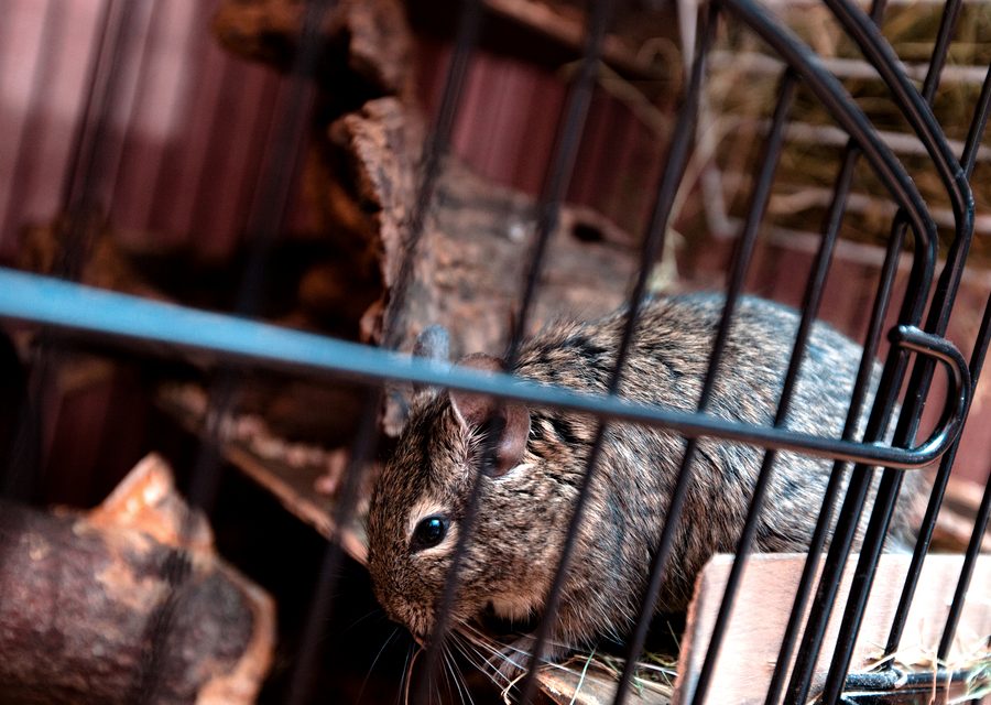 Wildlife trapping in Jonesborough