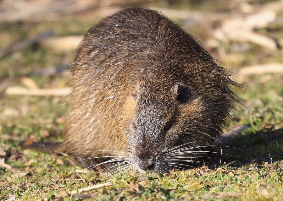 Wildlife trapping in Greenback