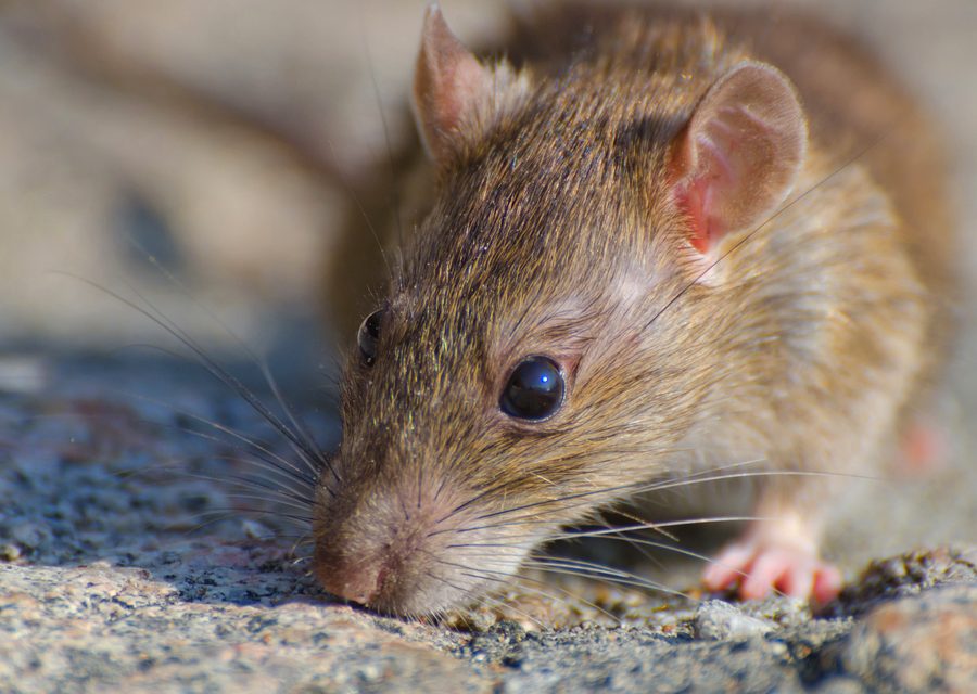 Wildlife trapping in Noel
