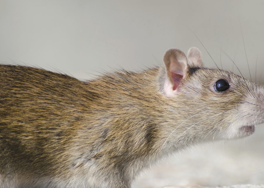 Wildlife trapping in Speedwell