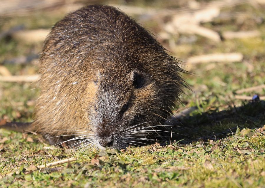 Wildlife trapping in Pineville