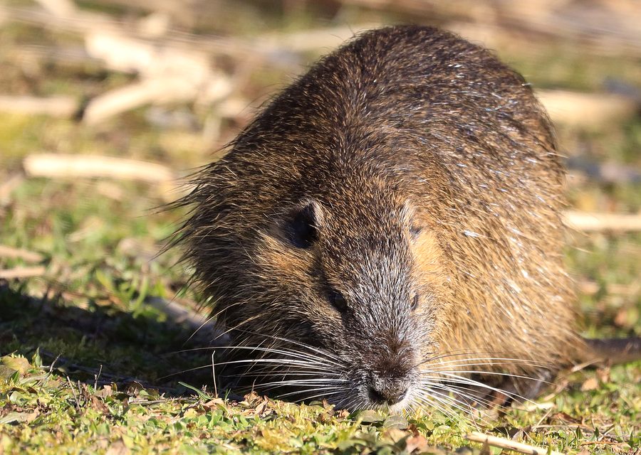 Wildlife trapping in Piney Flats