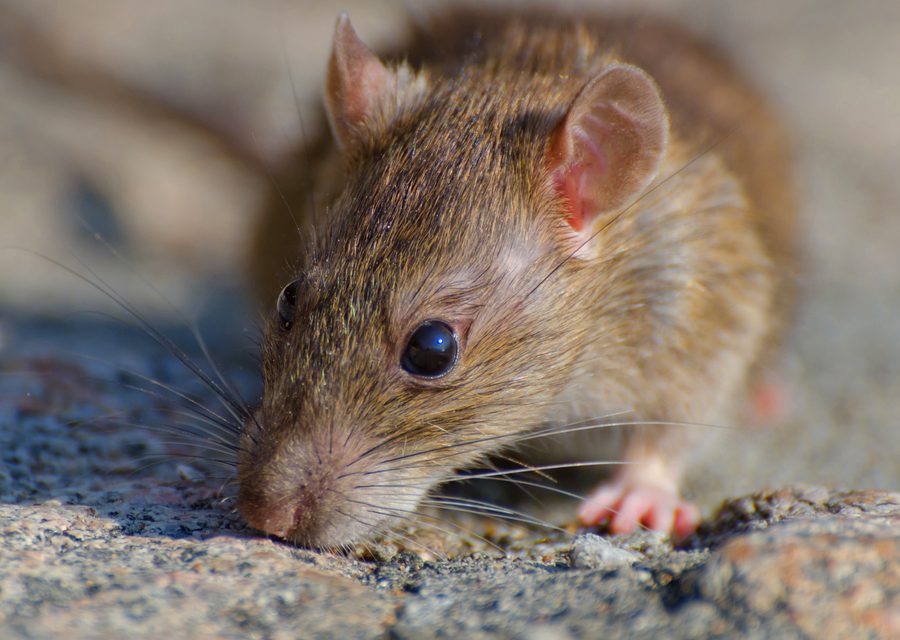 Wildlife trapping in Huntsville