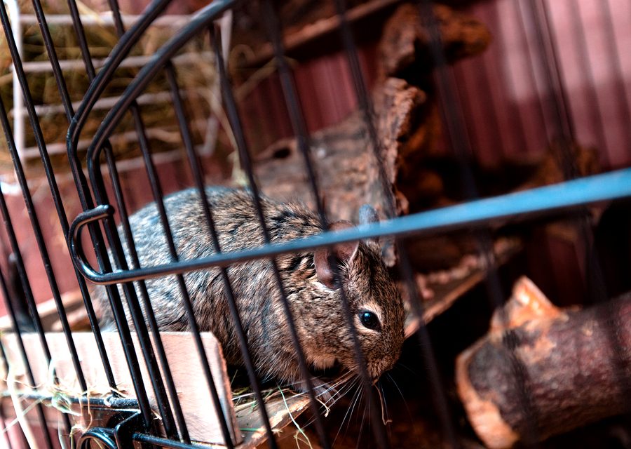 Wildlife trapping in Unicoi