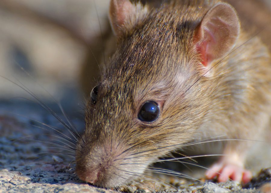 Wildlife trapping in Red Hill