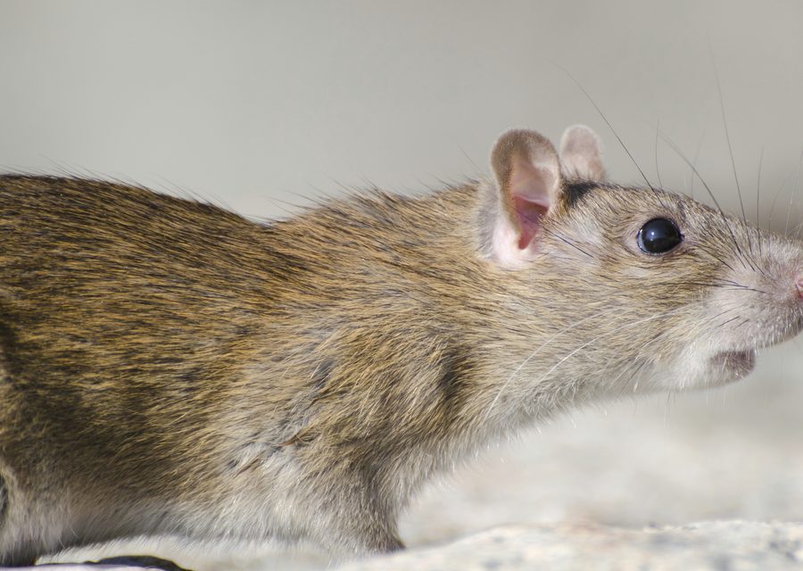 Wildlife trapping in Lincoln