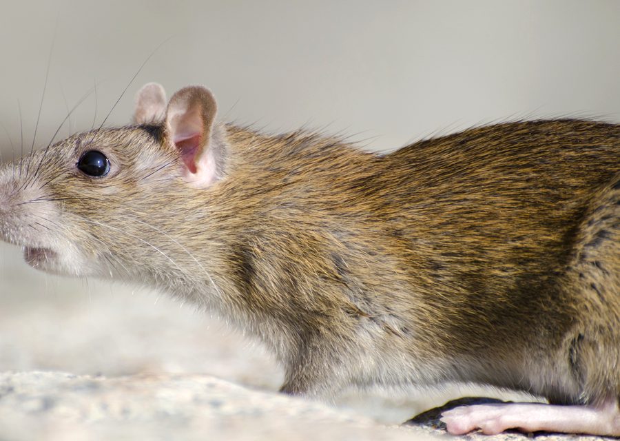 Wildlife trapping in Reeds Spring