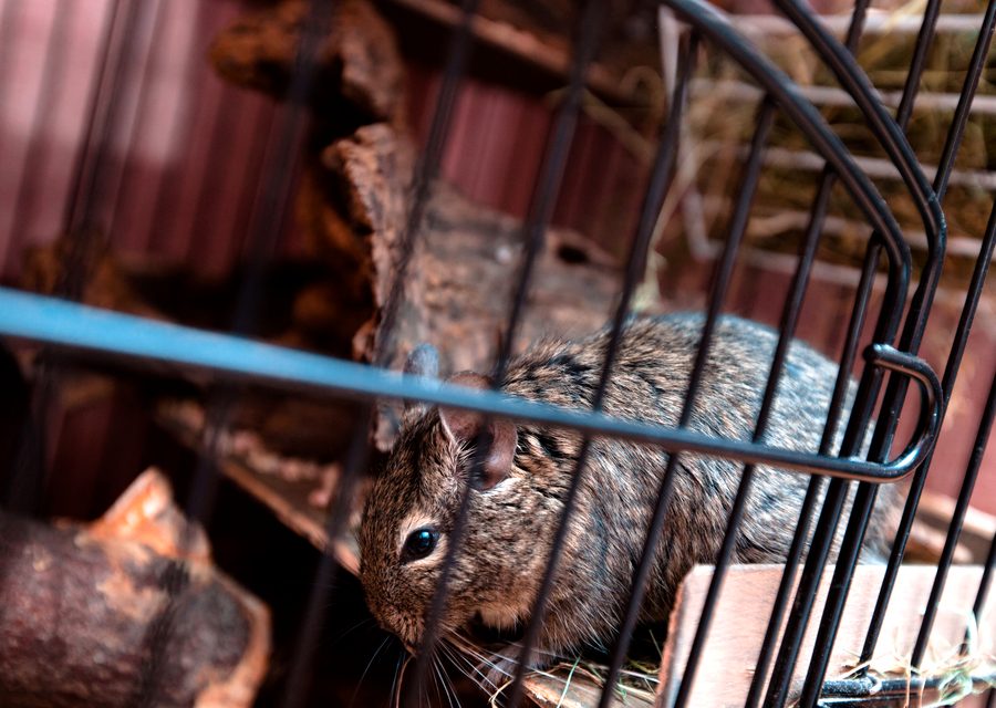 Wildlife trapping in Church Hill