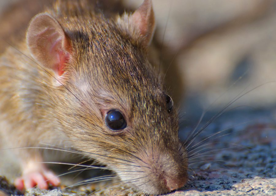 Wildlife trapping in Kingston