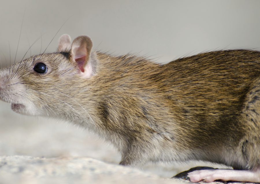 Wildlife trapping in Sevierville