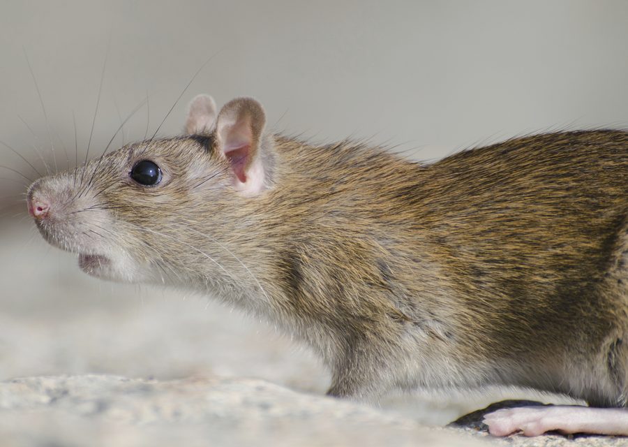 Wildlife trapping in Lead Hill