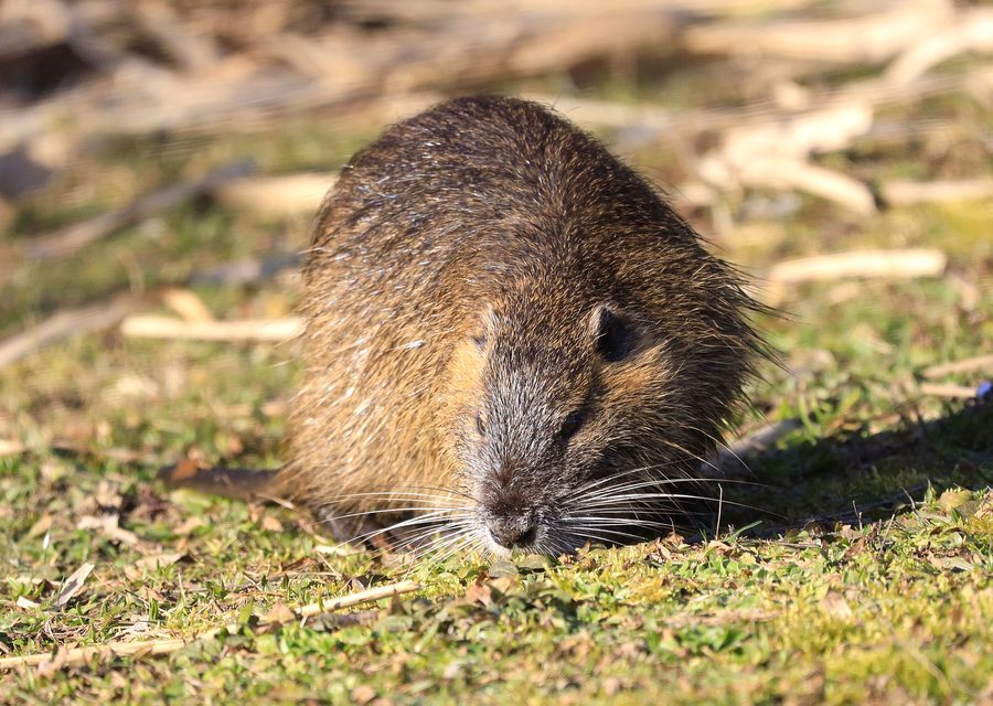 Wildlife trapping in Pennsburg