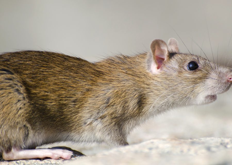 Wildlife trapping in Elkhorn