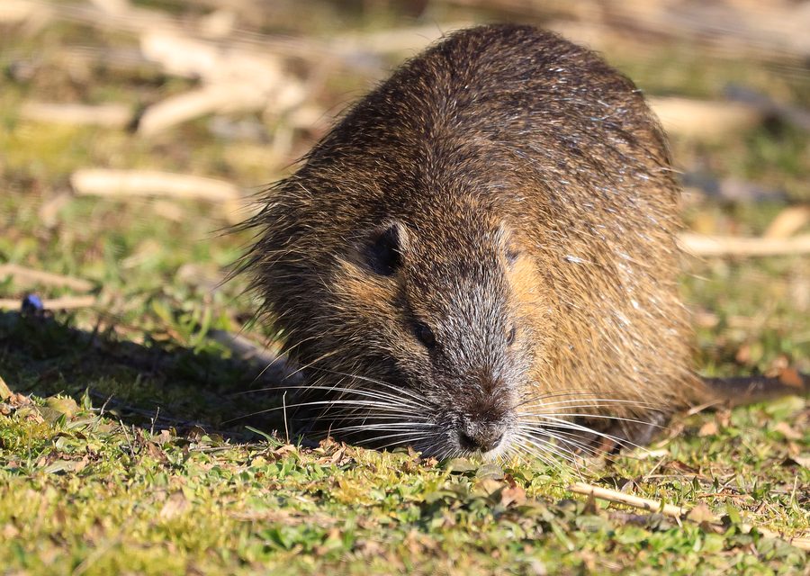 Wildlife trapping in Dexter