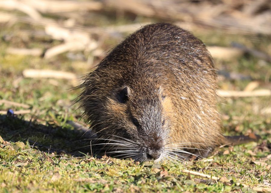 Wildlife trapping in Green Oak