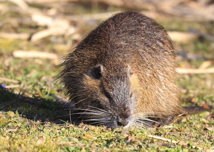 Wildlife trapping in Robbins