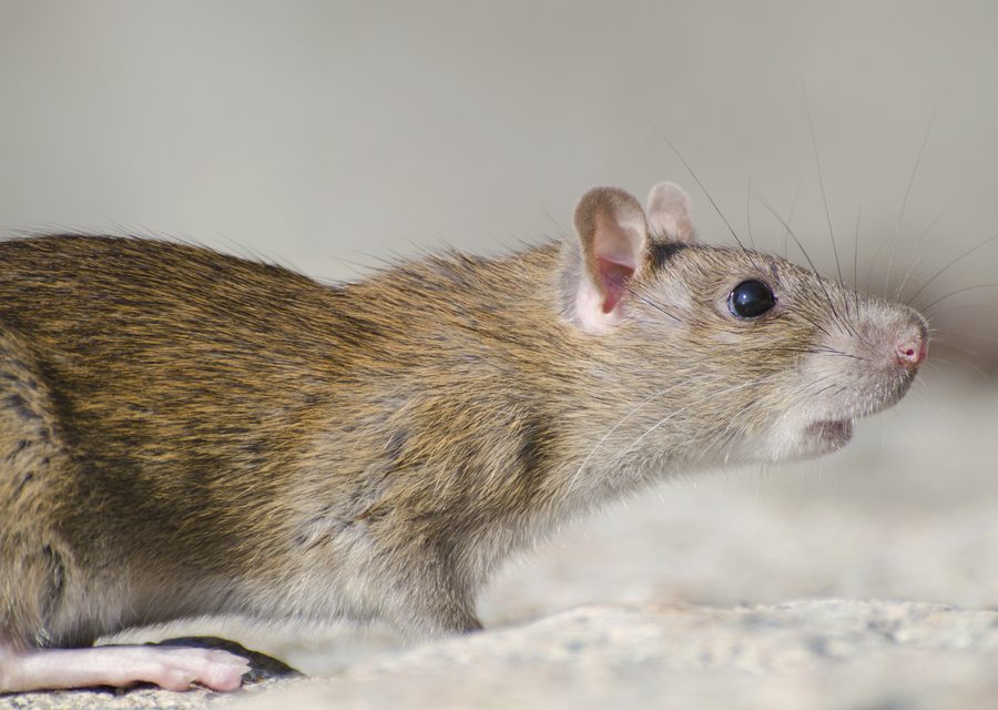 Wildlife trapping in Hartland