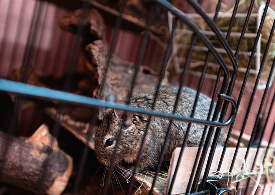 Wildlife trapping in Missouri City