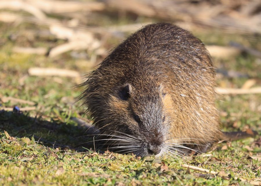 Wildlife trapping in Seymour