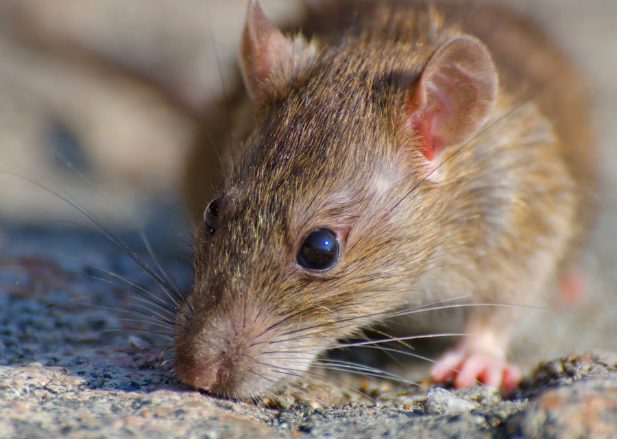 Wildlife trapping in Upper Macungie