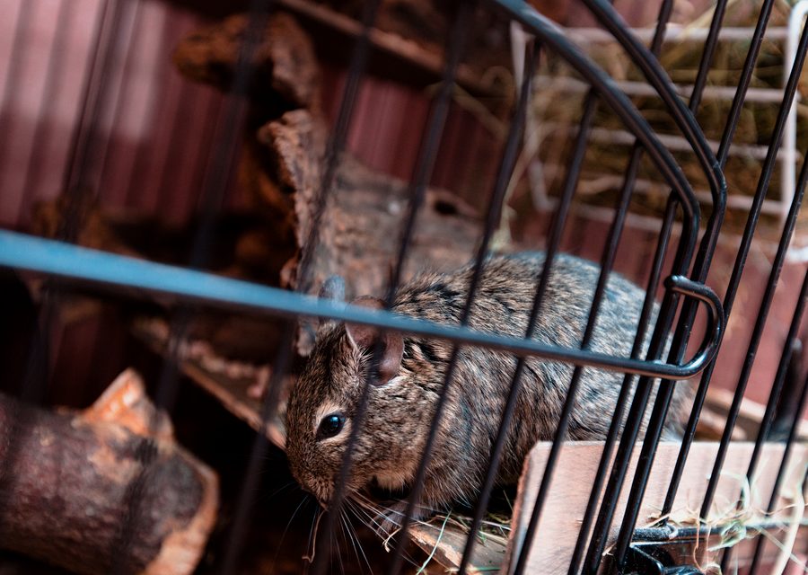 Wildlife trapping in Butler